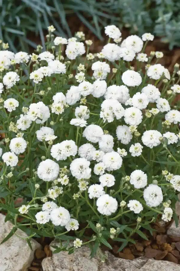 Achillea ptarmica The Pearl