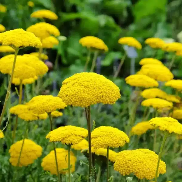 Achillea filipendulina Залатая тканіна (варыянт Паркера)