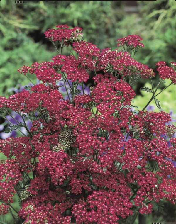 Achillea millefolium Cassis