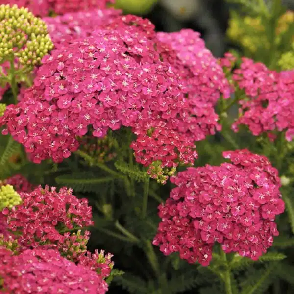 Achillea filipendulina Cerise Queen Improved - Image 2