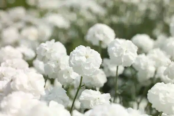 Achillea ptarmica The Pearl - Afbeelding 2