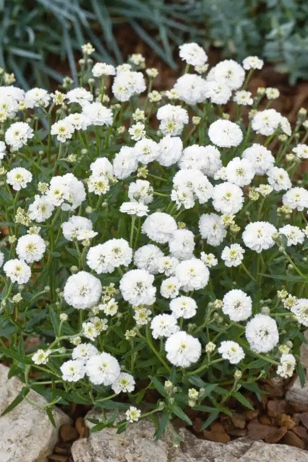 Achillea ptarmica The Pearl - Afbeelding 3