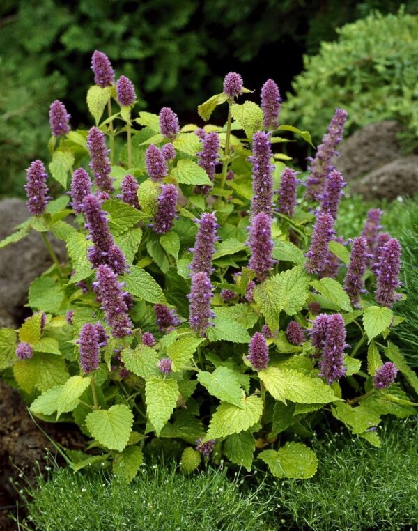 Залаты юбілей Agastache foeniculum