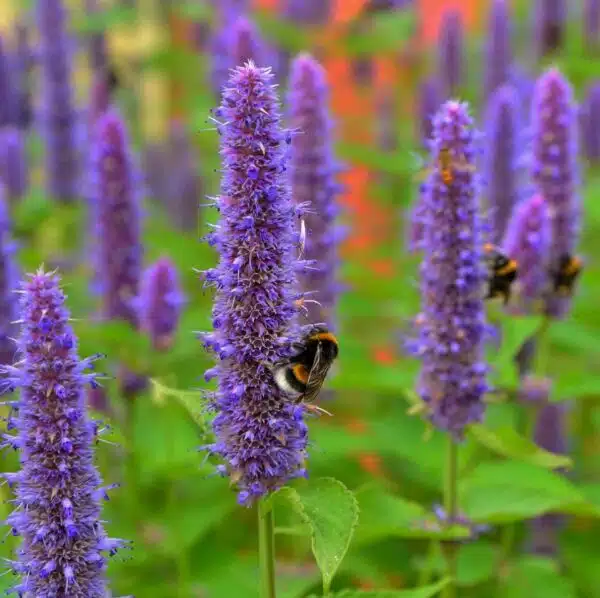 Agastache rugosa Liquorice Blue BIO - Afbeelding 2