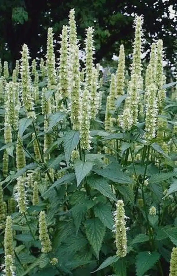 Agastache rugosa Liquorice White
