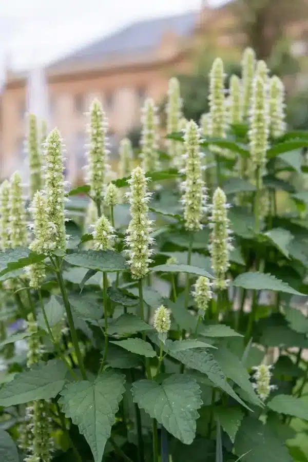 Agastache rugosa Liquorice White - Afbeelding 2