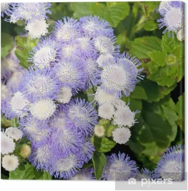 Ageratum houstonianum Bavaria