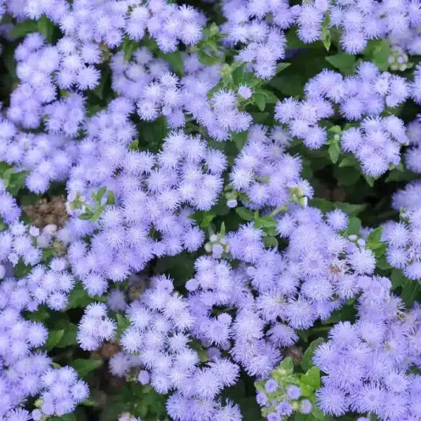 Ageratum houstonianum Blue Mink - Afbeelding 2