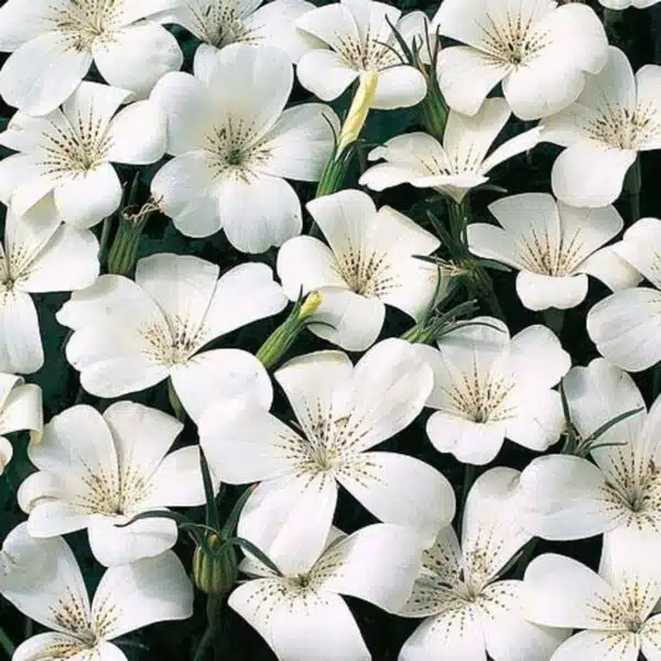 Perlas del océano BIO de Agrostemma githago