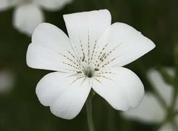 Agrostemma githago Perlas del océano BIO - Imagen 4