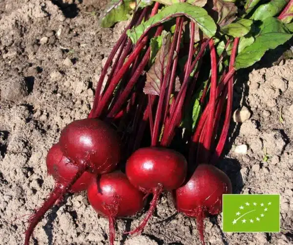 Beta vulgaris (Beetroot) Egyptian Flat Round BIO
