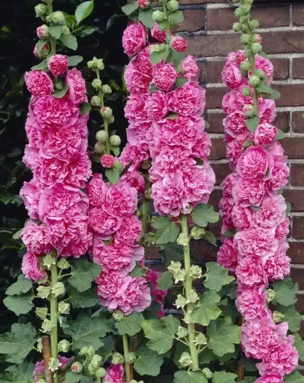 Alcea rosea Chater's Rose Pink