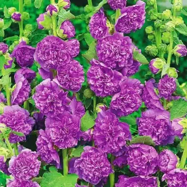 Alcea rosea Viola di Chater