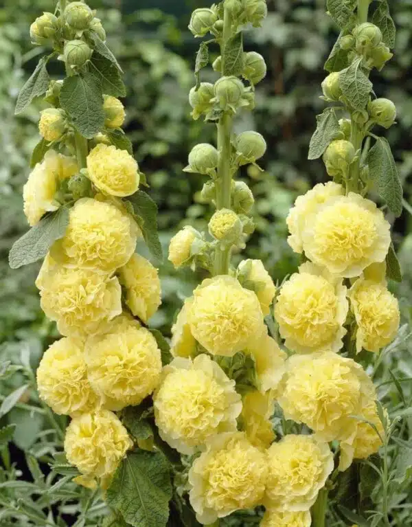 Alcea rosea Chater&#39;s Golden Yellow