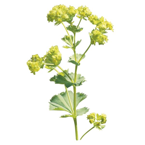 Alchemilla mollis Thriller® - Afbeelding 2