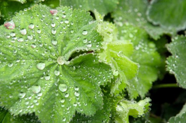 Alchemilla mollis Thriller® - Afbeelding 3