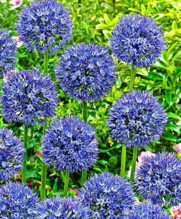 Allium caeruleum