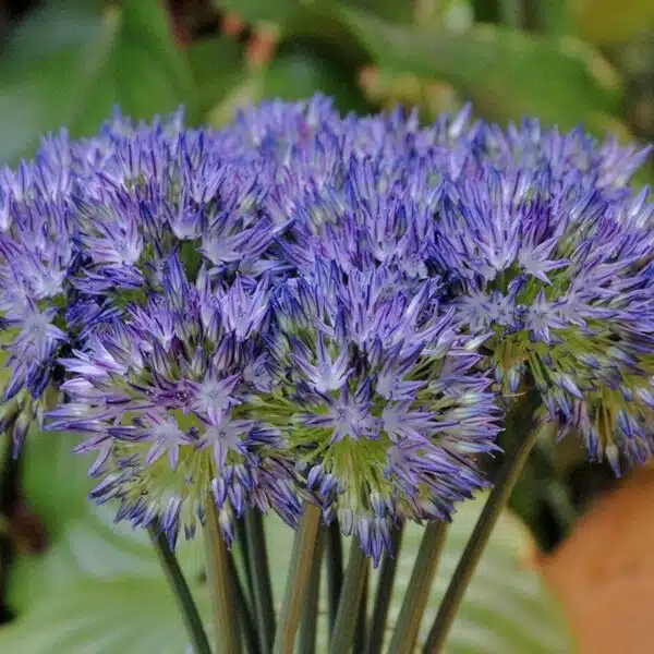 Allium caeruleum - Afbeelding 2