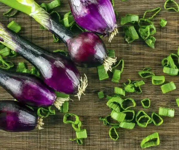 Allium cepa (Spring Onion) Apache