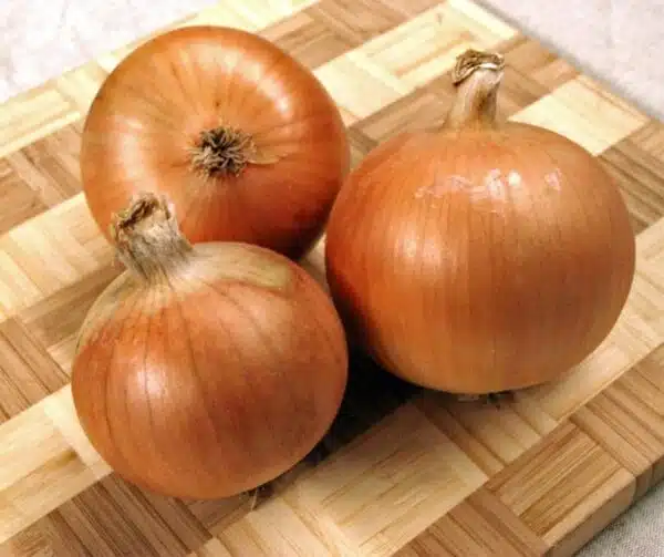 Allium cepa (Oignon) Bolero F1