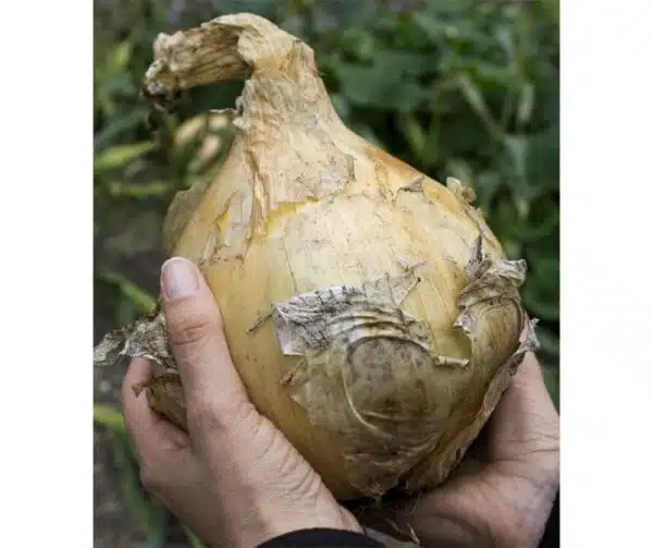 Allium cepa (Cipolla) Globo