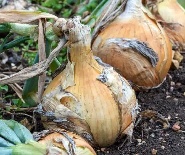 Allium cepa (Cipolla) Globo - Immagine 2
