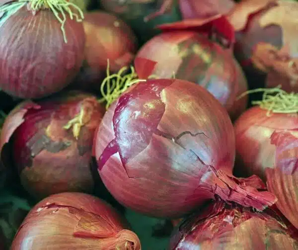 Allium cepa (Onion) Karmen - Afbeelding 2