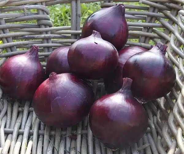 Allium cepa (Onion) Magnate F1