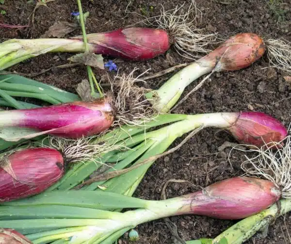Allium cepa (Frühlingszwiebel) Rossa Lunga di Firenze - Bild 2