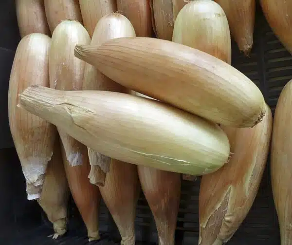 Allium cepa (Onion) Tosca