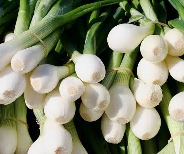 Allium cepa (зялёная цыбуля) Белы Лісабон BIO - Выява 2