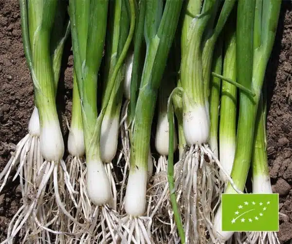 Allium fistulosum (цыбуля-пучок) Ішыкура Лонг БІЯ