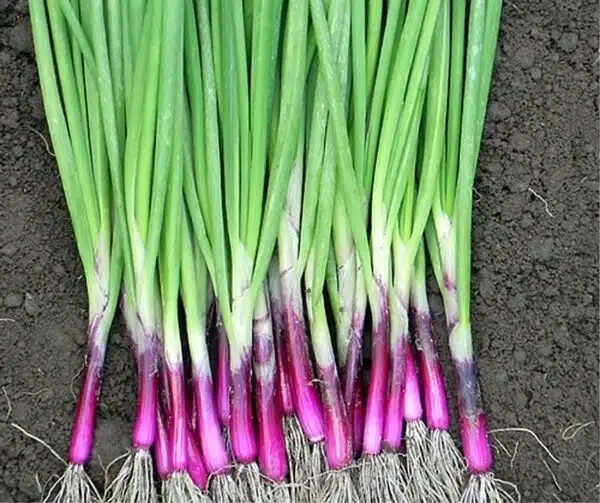 Allium fistulosum (oignon à grappes) Toga Red