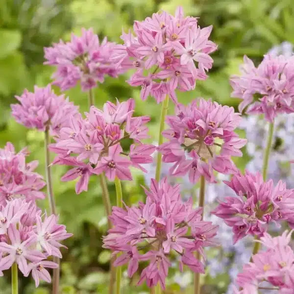 Allium oreophilum Baltimore