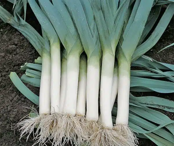Allium porrum (лук-порей) Hilari BIO - Малюнак 2