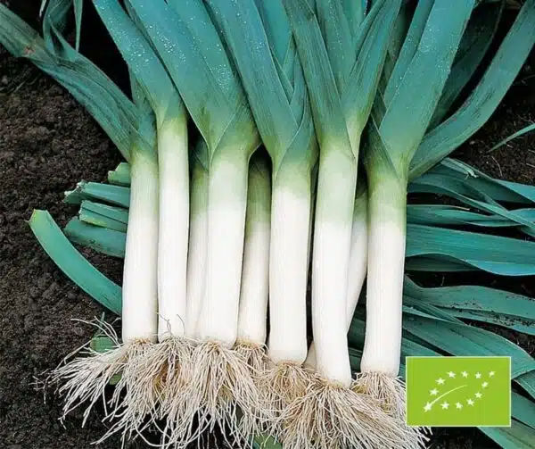 Allium porrum (лук-порей) Hilari BIO