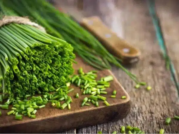 Allium schoenoprasum (Chives) Medium leaved - Afbeelding 3