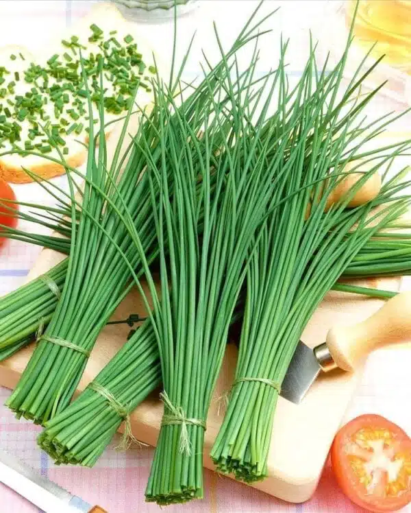 Allium schoenoprasum (Chives) Medium leaved