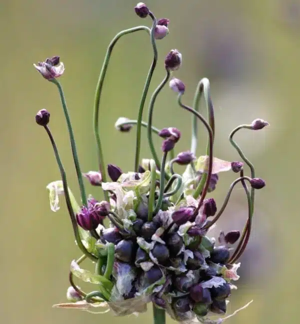 Allium scorodoprasum Art - Выява 2