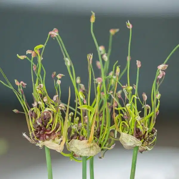 Allium scoradoprasum Art