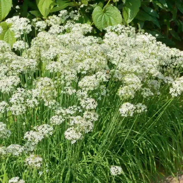 Allium tuberosum (Aglio e erba cipollina) - Immagine 2