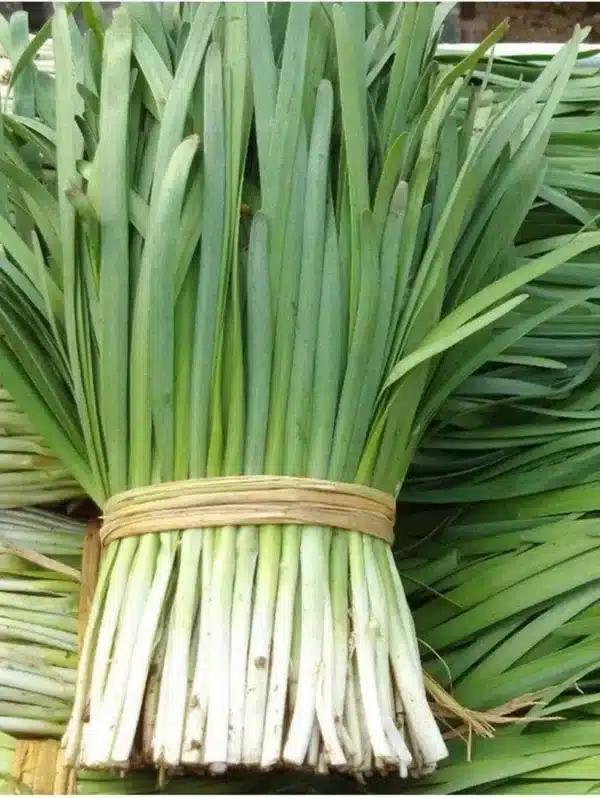 Allium tuberosum (erba cipollina all&#39;aglio)