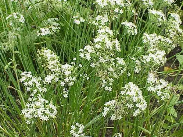 Allium tuberosum (Aglio e erba cipollina) - Immagine 5