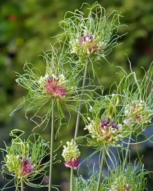 Allium vineale Hair