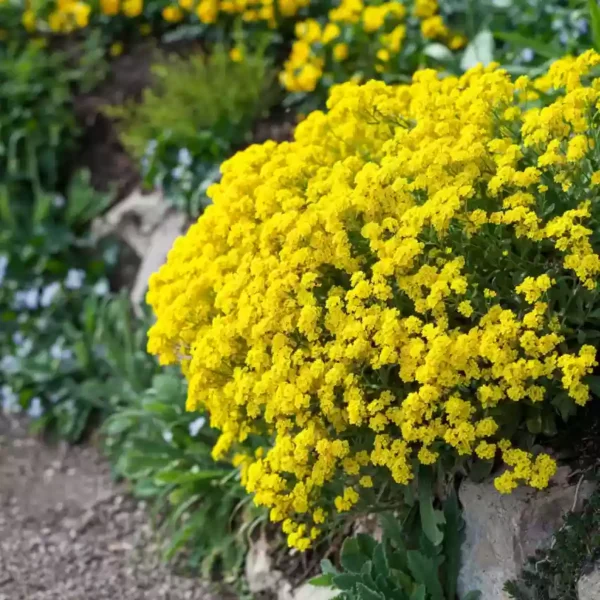 Alyssum saxatile (Aurinia) Gold Dust