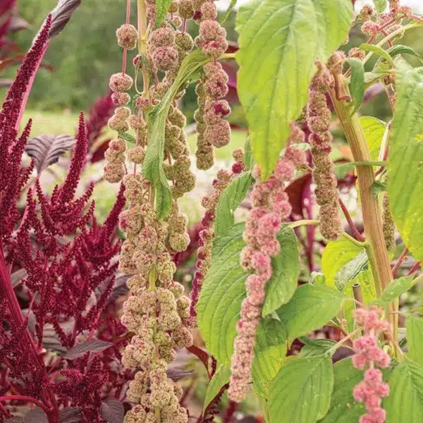 Amaranthus caudatus Mira - Afbeelding 2