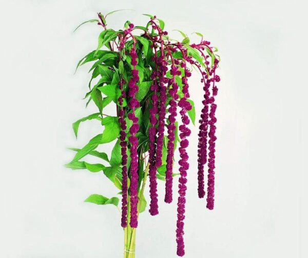 Amaranthus caudatus Pony Tails (Red Pearls)