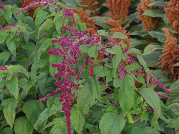 Amaranthus caudatus Pony Tails (Red Pearls) - Afbeelding 2