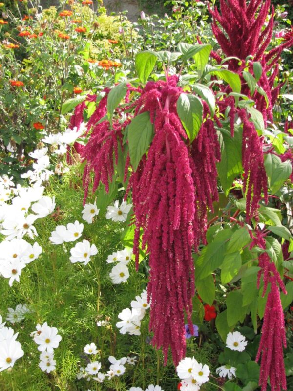 Amaranthus caudatus Red