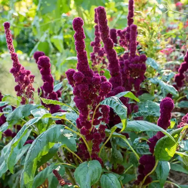 Amaranthus cruentus Elephant's Head (Fat Spike)